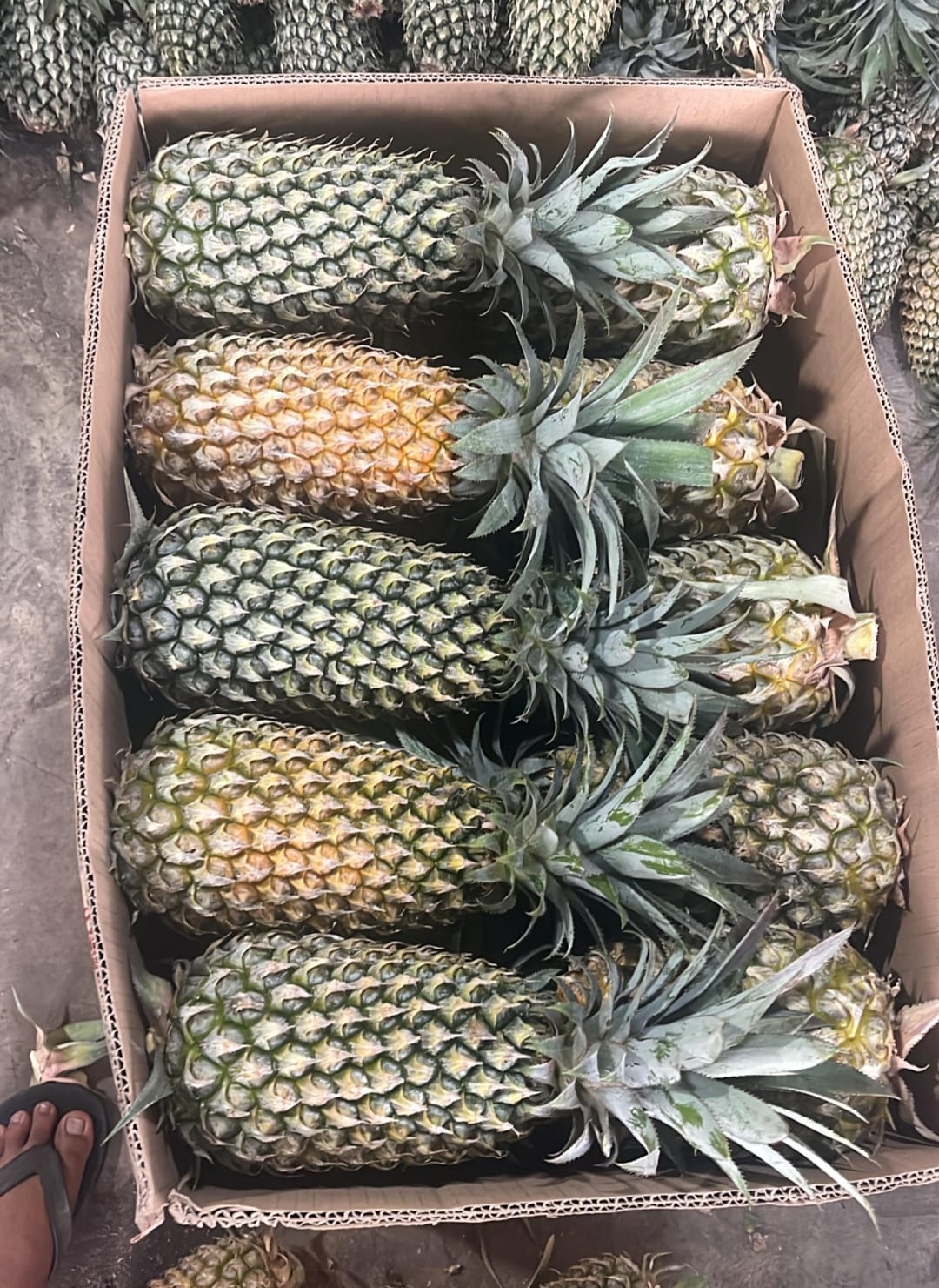 Produk Lush Daily #13