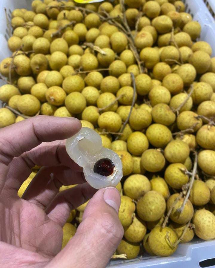 Produk Lush Daily #16