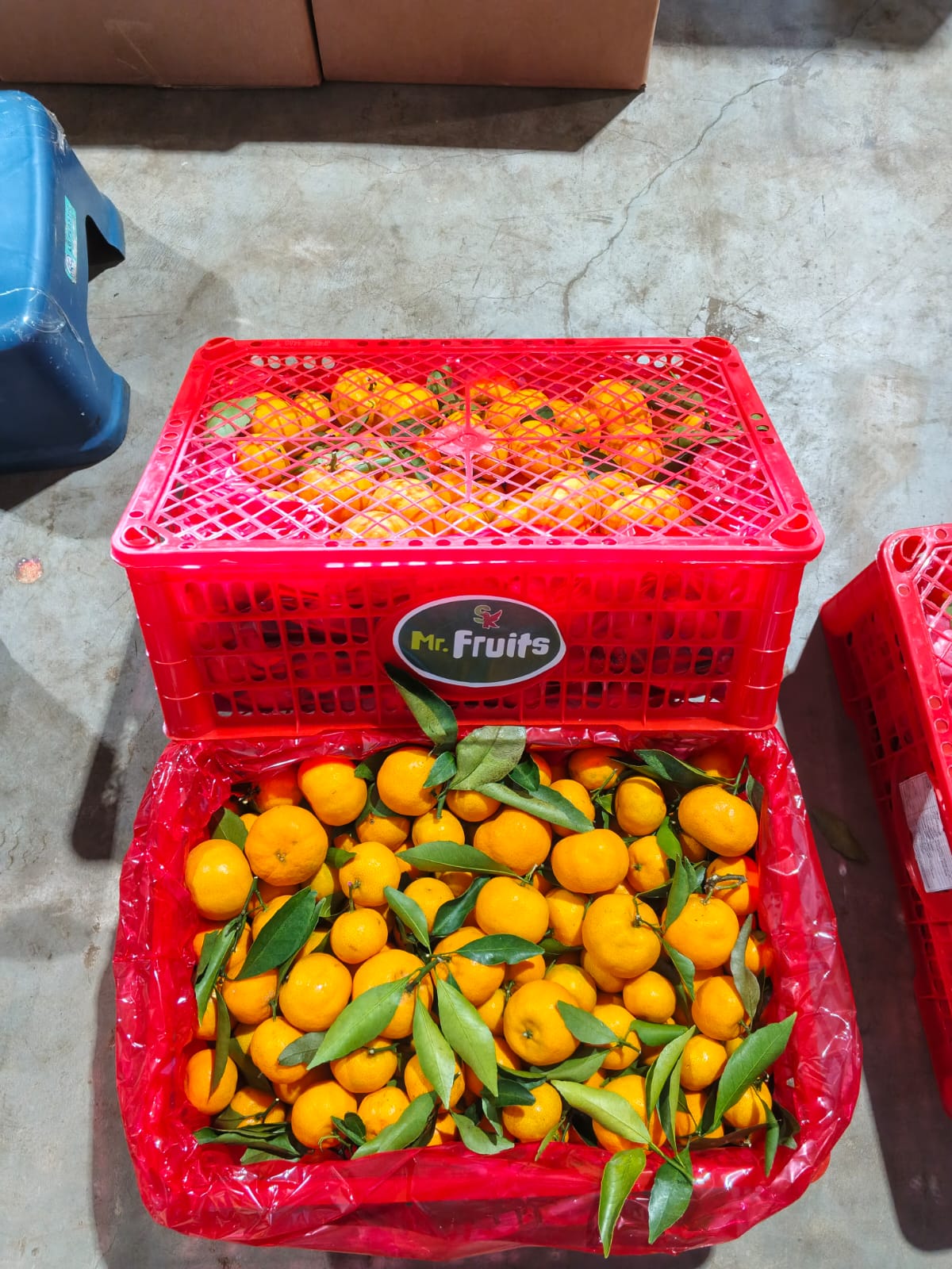 Produk Lush Daily #74