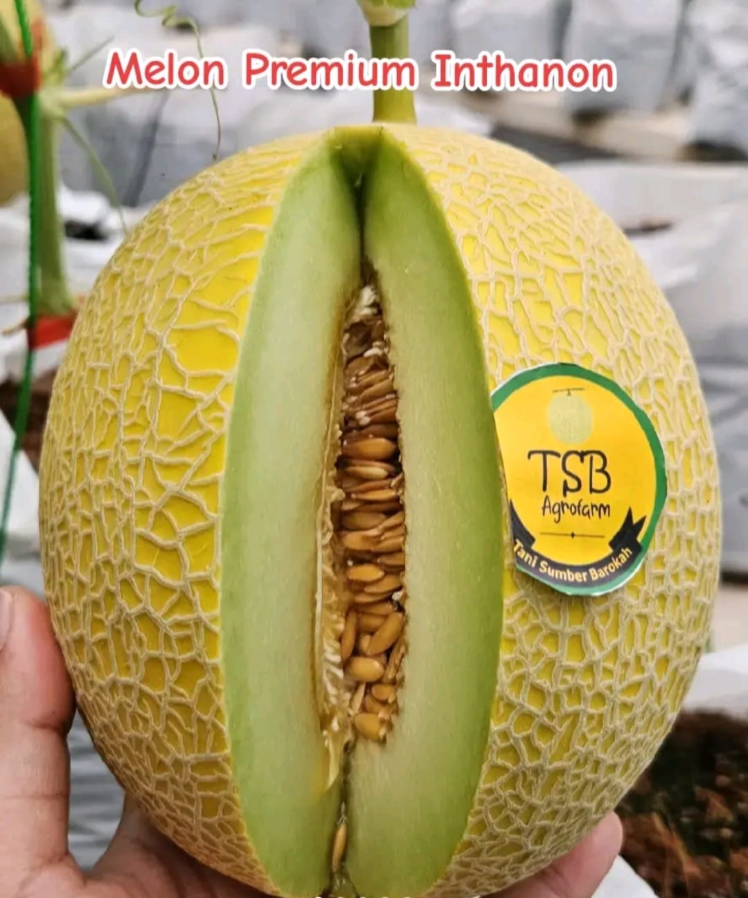 Produk Lush Daily #75