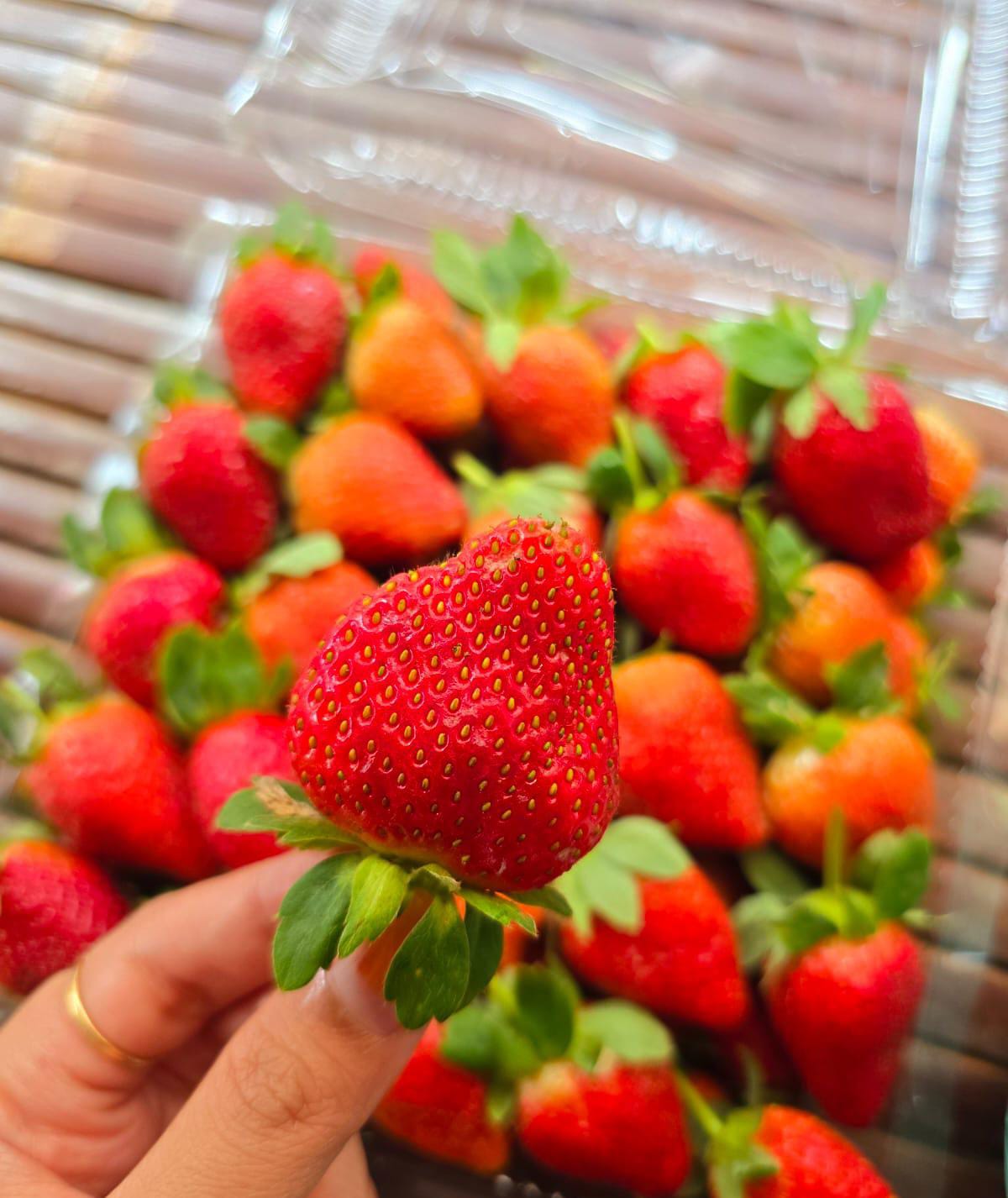 Produk Lush Daily #8