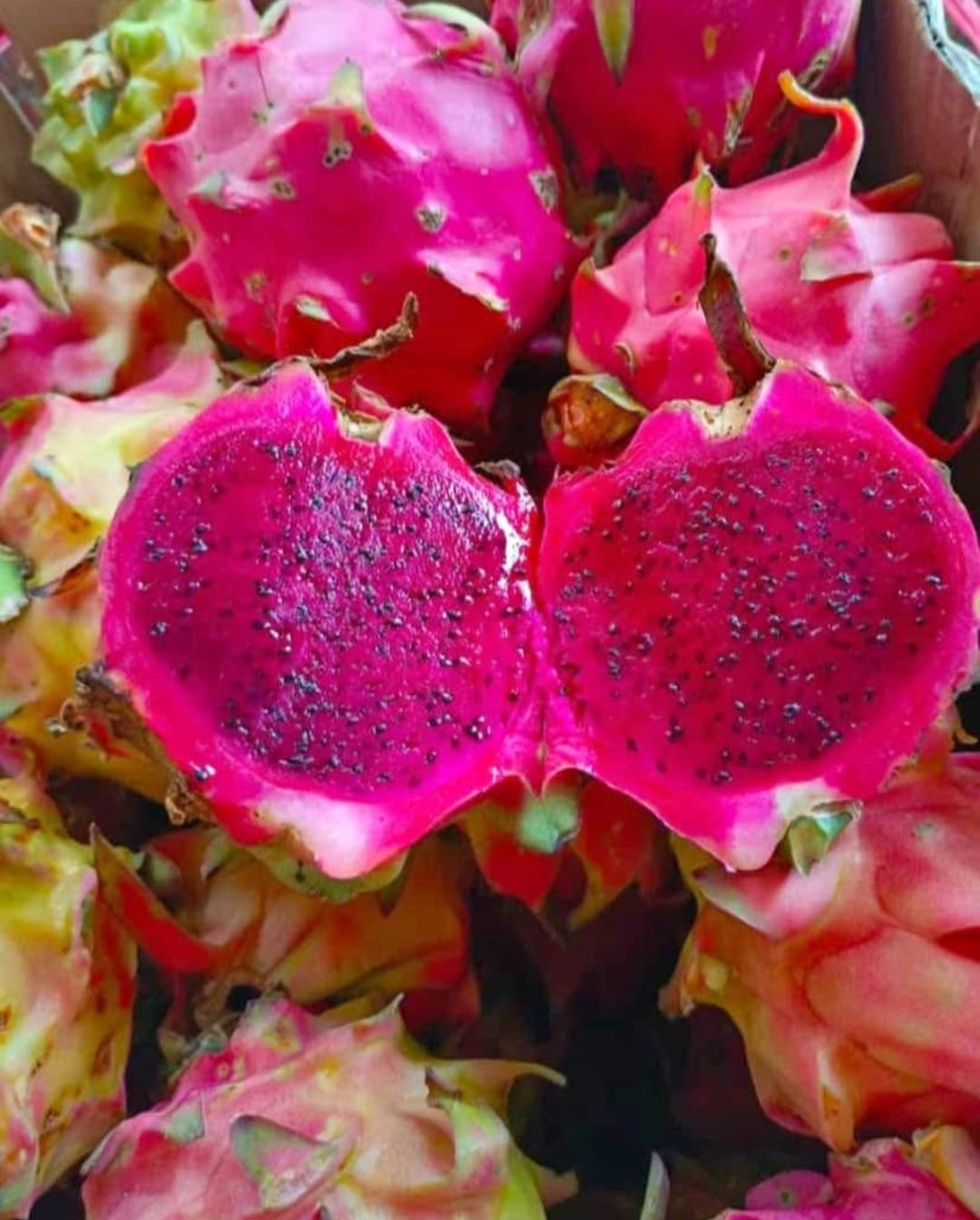 Produk Lush Daily #92