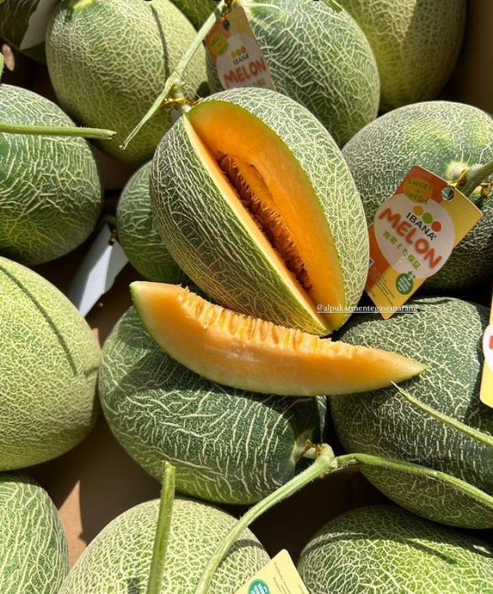 Produk Lush Daily #97